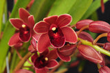 Cymbidium Dorothy Stockstill 'Forgotten Fruit' AM/AOS - Orchid Design
