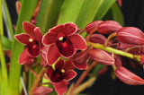 Cymbidium Dorothy Stockstill 'Forgotten Fruit' AM/AOS - Orchid Design