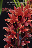 Cymbidium Dorothy Stockstill 'Audience' – Pendulous - Orchid Design