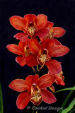 Cymbidium Fire Storm 'Blaze' – Huge Red - Orchid Design