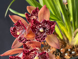 Cymbidium Hot Devon ‘Bird of Paradise’ AD/CSA Novelty, peloric, pendant! - Orchid Design