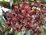 Cymbidium Hot Devon ‘Bird of Paradise’ AD/CSA Novelty, peloric, pendant! - Orchid Design
