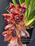 Cymbidium Hot Devon ‘Bird of Paradise’ AD/CSA Novelty, peloric, pendant! - Orchid Design