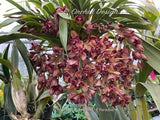 Cymbidium Hot Devon ‘Bird of Paradise’ AD/CSA Novelty, peloric, pendant! - Orchid Design