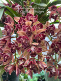 Cymbidium Hot Devon ‘Bird of Paradise’ AD/CSA Novelty, peloric, pendant! - Orchid Design