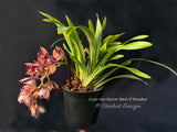 Cymbidium Hot Devon ‘Bird of Paradise’ AD/CSA Novelty, peloric, pendant! - Orchid Design