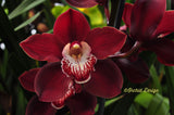 Cymbidium Khan Fury 'Black Plum' – Perfect Red - Orchid Design