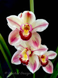 Cymbidium Kimberley Splash 'TeePee' – Very Showy! IN BLOOM for Feb-March - Orchid Design
