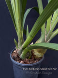 Cymbidium Kimberley Splash 'TeePee' – Very Showy! IN BLOOM for Feb-March - Orchid Design