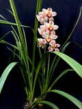 Cymbidium Kimberley Splash 'TeePee' – Very Showy! IN BLOOM for Feb-March - Orchid Design