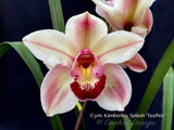 Cymbidium Kimberley Splash 'TeePee' – Very Showy! IN BLOOM for Feb-March - Orchid Design