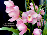 Cymbidium Kulnura FLorid '2 Spike Pink' – Unusual! - Orchid Design
