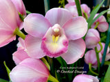 Cymbidium Kulnura FLorid '2 Spike Pink' – Unusual! - Orchid Design