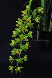 Cascading Cym. Lillian Fujimoto ‘Irish Lass’ S/CSA, AM/AOS - Orchid Design