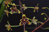 Cymbidium Little Black Sambo 'Cinnabar' – Floriferous, Fragrant! - Orchid Design