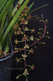 Cymbidium Little Black Sambo 'Cinnabar' – Floriferous, Fragrant! - Orchid Design