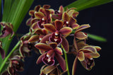 Cymbidium Mad Doctor ‘Cinnabar’ HCC/AOS - Orchid Design