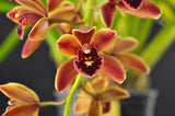 Cymbidium Mad Doctor ‘Cinnabar’ HCC/AOS - Orchid Design
