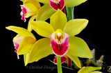 Cymbidium Memoria Amelia Earhart 'New Horizon' - Orchid Design