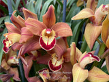 Cymbidium Mighty Remus March bloomer! - Orchid Design