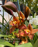 Cymbidium Mighty Remus March bloomer! - Orchid Design