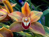 Cymbidium Mighty Remus March bloomer! - Orchid Design