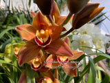 Cymbidium Mighty Remus March bloomer! - Orchid Design
