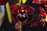 Pendulous Cymbidium Panalatinga 'Red Devil' – HCC/AOS, AD/CSA - Orchid Design