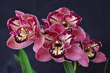 Cym. Pepper's Fire 'Fiesta' – Petals Peloric - Orchid Design