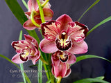 Cym. Pepper's Fire 'Fiesta' – Petals Peloric - Orchid Design