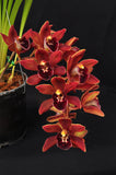 Cym. (Pepper Puss x Last Tango) – Red Pendulous - Orchid Design