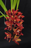 Cym. (Pepper Puss x Last Tango) – Red Pendulous - Orchid Design