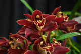Fragrance Cymbidium Pywacket 'Heatherich Hills' – Rare Classic - Orchid Design