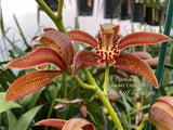 Cymbidium Pywacket, Fragrant, cascading, Holiday bloomer - Orchid Design