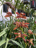 Cymbidium Pywacket, Fragrant, cascading, Holiday bloomer - Orchid Design