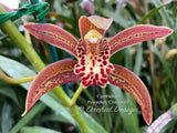 Cymbidium Pywacket, Fragrant, cascading, Holiday bloomer - Orchid Design