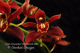 Fragrant Cymbidium Pywacket 'Heatherich Hills' – Cascading - Orchid Design
