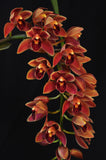 Cymbidium Saigon Beauty Orange - Orchid Design