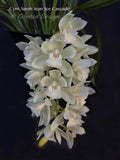 Pendulous Cymbidium Sarah Jean 'Ice Cascade' - Orchid Design