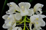 Pendulous Cymbidium Sarah Jean 'Ice Cascade' - Orchid Design