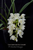 Pendulous Cymbidium Sarah Jean 'Ice Cascade' - Orchid Design