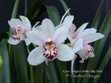 Cymbidium (Alegra x Dolly) 'Big Time' - Orchid Design