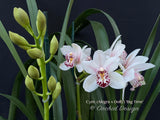 Cymbidium (Alegra x Dolly) 'Big Time' - Orchid Design