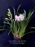Cymbidium (Alegra x Dolly) 'Big Time' - Orchid Design