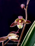 Cymbidium ensifolium 'Four-Season' Variegated – Fragrant - Orchid Design