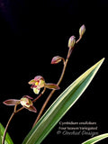 Cymbidium ensifolium 'Four-Season' Variegated – Fragrant - Orchid Design
