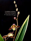 Cymbidium ensifolium 'Four-Season' Variegated – Fragrant - Orchid Design