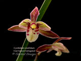 Cymbidium ensifolium 'Four-Season' Variegated – Fragrant - Orchid Design