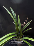 Cymbidium ensifolium 'Four-Season' Variegated – Fragrant - Orchid Design