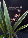 Cymbidium ensifolium 'Four-Season' Variegated – Fragrant - Orchid Design